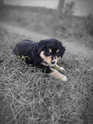 australian shepherd rüde 