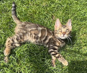 Bengal Kitten