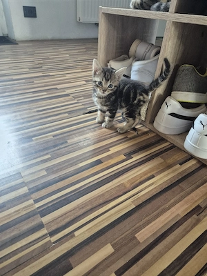 Kittenmädchen