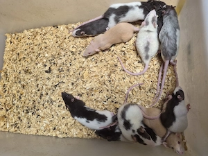 Junge Ratten zur Abgabe 