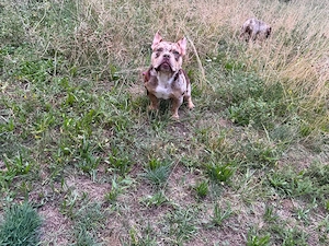 American Pocket Bully Pocket ABKC 5 Monate