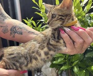 Bengalkitten