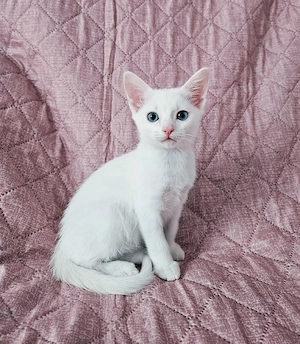 Siam Maine Coon Mix