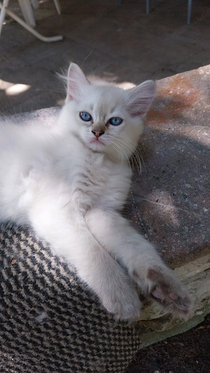 Baby Kätzchen Jungen 