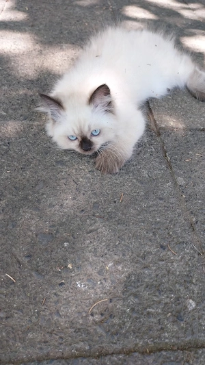 Baby Kätzchen jung