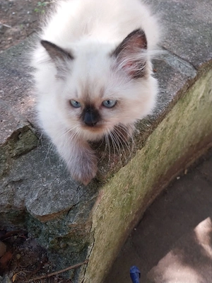 Baby katze jung 