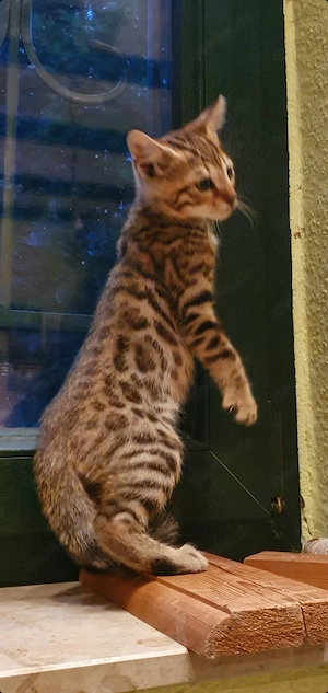 Süße Begal-Mix-Kitten suchen ihr Für-Immer-Zuhause