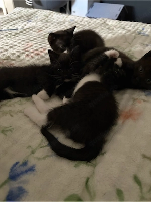 Baby Katzen 