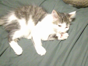 5 Katzenbabys suchen zu Hause 13 Wochen alt