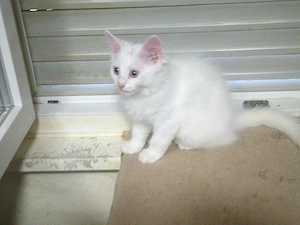 7 Katzenbabys 12 Wochen suchen zu Hause