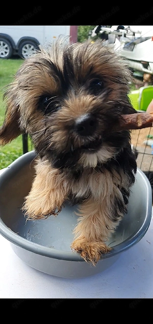 Yorkshire Terrier welpen 