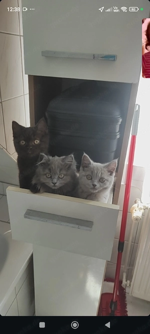    Wunderschöne Selkirk Rex   Britisch Kurzhaar Kitten suchen ein liebevolles Zuhause   