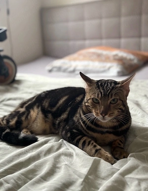 bengal kater 