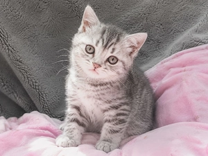 bkh kitten Blue Classic Tabby BRI a 22, Glückskatze, weiß Schnee 