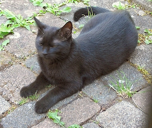Wunderschöner Kater sucht sein Für-immer-Zuhause