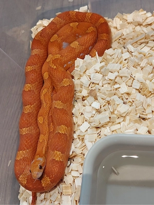 Kornnatter hypo Bloodred pied