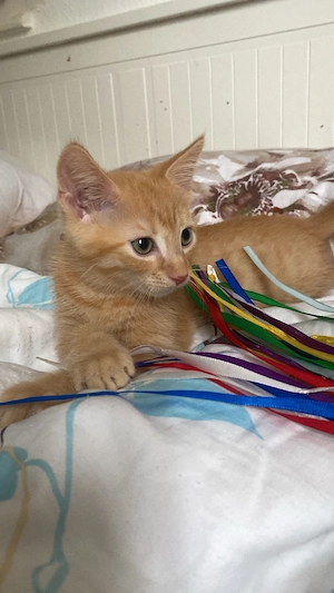 Roter Kater 