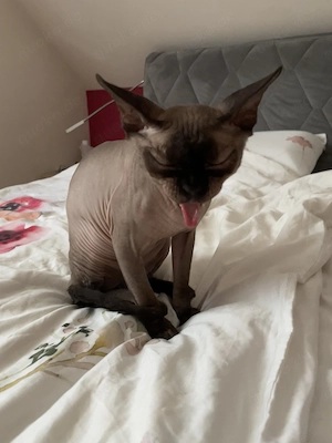 Sphynx Kater 1,5 Jahr alt, kastriert 