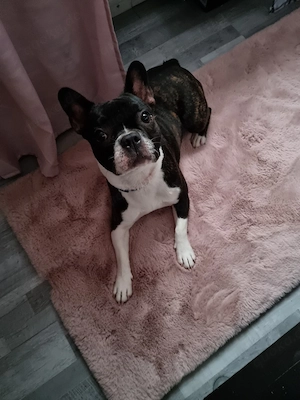 Französische Bulldogge sucht ein neues Zuhause
