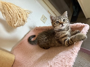 bengal bkh mix katzen 
