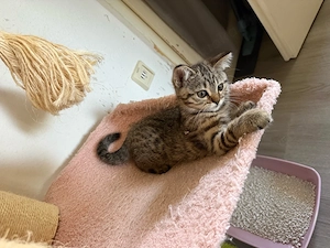 bkh bengal mix katzen 