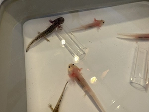 Axolotl Babys abzugeben Bild 5