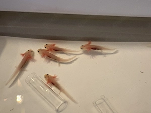 Axolotl Babys abzugeben Bild 3
