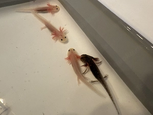 Axolotl Babys abzugeben Bild 2
