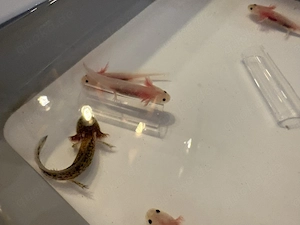 Axolotl Babys abzugeben Bild 4