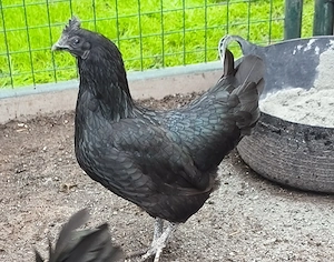 Wunderschöne, zahme Ayam Cemani Hennen (& Mix) aus Zuchtaufgabe in liebevolle Hände abzugeben 