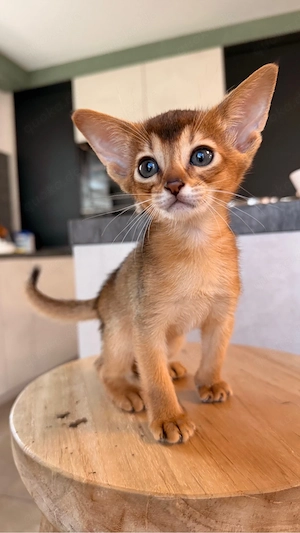 Abessinier Kitten Katzen Auszugsfertigin ca. 10.08 gechippt geimpft Stammbaum 