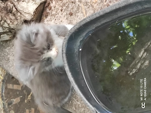 Drei kleine Katzenbabys Langhaar 