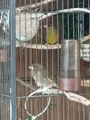 kanarienVogel paar manliche hell grün und weibliche dunklen grün 