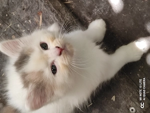 Katzenbabys Langhaar 