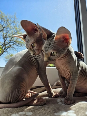 Sphynx-Kitten suchen ihr Für-immer-Zuhause 