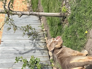 Old englisch Bulldogge Hündin 