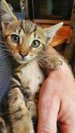 Süße Begal-Mix-Kitten suchen ihr Für-Immer-Zuhause