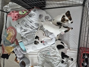 Jack Russel Terrier Welpen Tricolor (reinrassig)