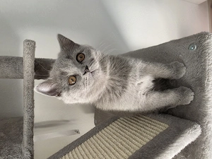 Britisch Kurzhaar Kitten   nur noch 1 Weibchen verfügbar