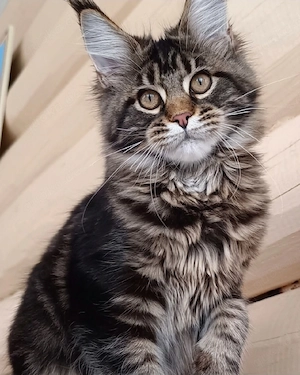Wunderschöne, 4 Monate alte Classic Black Tabby Katze sucht ein liebevolles Zuhause
