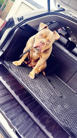 Old English Bulldog Deckrüde mit Stammbaum