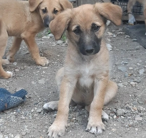 FINN - ist bereit für Abenteuer (wartet in Rumänien)