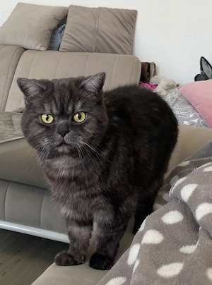 BKH Kater Aslan sucht neues zu Hause
