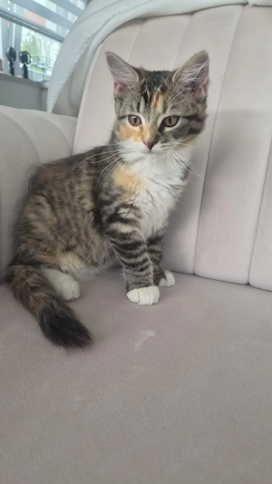 Ragdoll-Mix-Katze