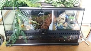 Panda Asseln Porcellio laevis Exo Terra 