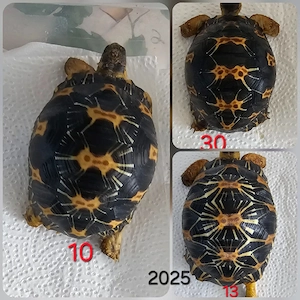 Astrochelys radiata 2025 - Strahlenschildkröten  Bild 3