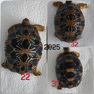 Astrochelys radiata 2025 - Strahlenschildkröten  Bild 2