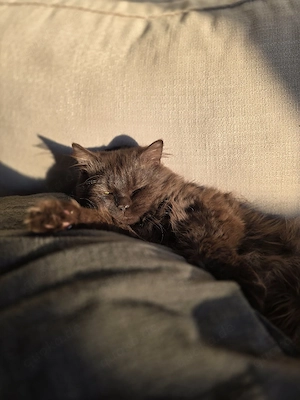 wunderschöner BLH Kater chocolate cinnamon (1 Jahr)