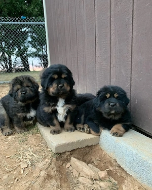 Verfügbare Tibetmastiff-Welpen