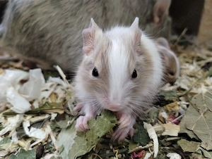 6 mega tolle Degu Buben- Kids,Lilacsuperschecke und Creme- Sandschecken suchen Zuhause im Glück